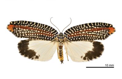 白襯裳捲葉蛾 Cerace stipatana formosana 雄蟲