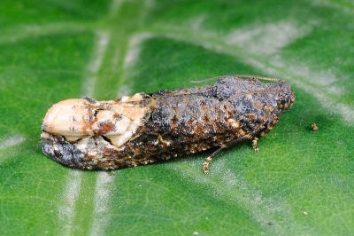 鳥糞捲葉蛾 Arcesis threnodes