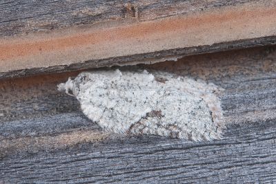 落鷹長翅捲葉蛾 Acleris luoyingensis 雄蟲