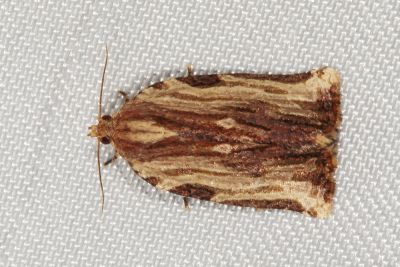 勐同捲葉蛾 Isodemis serpentinana 性別不明