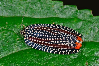 白襯裳捲葉蛾 Cerace stipatana formosana 雄蟲