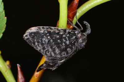 名和氏蟬寄蛾 Epipomponia nawai 雌蟲