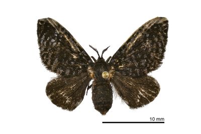 名和氏蟬寄蛾 Epipomponia nawai 雌蟲