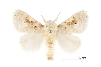 白麗刺蛾 Altha melanopsis 雄蟲