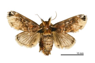 背刺蛾 Belippa horrida 雌蟲