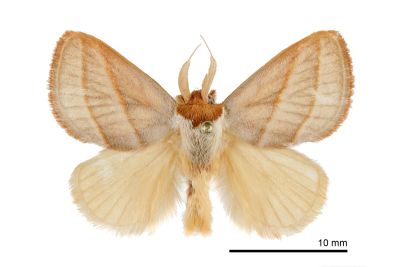 灰雙線刺蛾 Cania heppneri 雄蟲