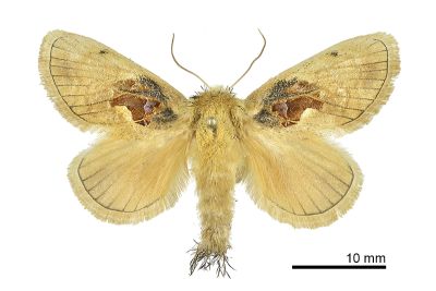 仿奼刺蛾 Chalcoscelides castaneipars 雄蟲