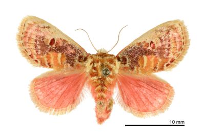 豔刺蛾 Demonarosa rufotessellata subrosea 雌蟲