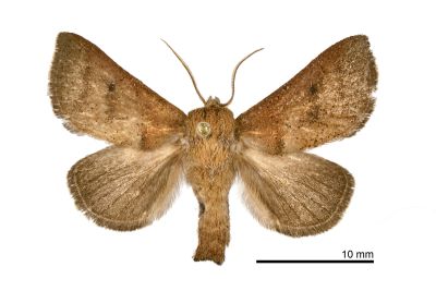 赭足點刺蛾 Griseothosea rufula 雄蟲