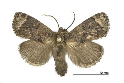 阿里山梯刺蛾 Hampsonella arizana 雄蟲