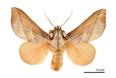 梭氏枯刺蛾 Mahanta zolotuhini 雄蟲