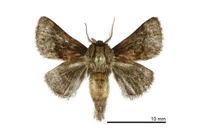 雙色松村刺蛾 Matsumurides bicolor 雄蟲