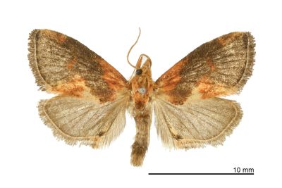 黃鏽斑刺蛾 Microleon longipalpis 雄蟲