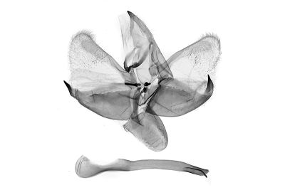黃刺蛾 Monema flavescens 雄蟲