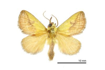黃刺蛾 Monema flavescens 雄蟲