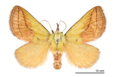 臺灣黃刺蛾 Monema rubriceps 雌蟲