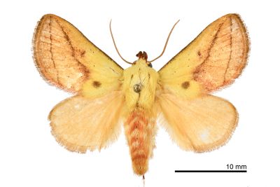 臺灣黃刺蛾 Monema rubriceps 雄蟲
