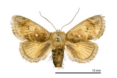 素木氏鳥糞刺蛾 Nagodopsis shirakiana 雌蟲
