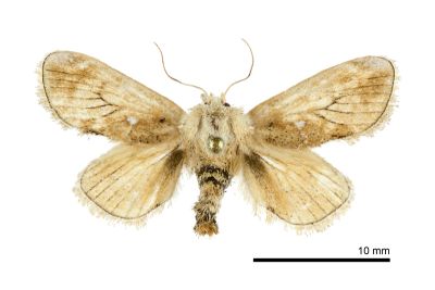 素木氏鳥糞刺蛾 Nagodopsis shirakiana 雌蟲