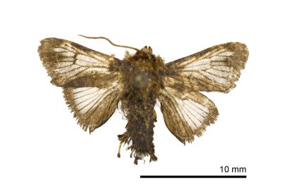 素木氏鳥糞刺蛾 Nagodopsis shirakiana 雄蟲