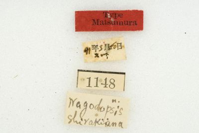 素木氏鳥糞刺蛾 Nagodopsis shirakiana