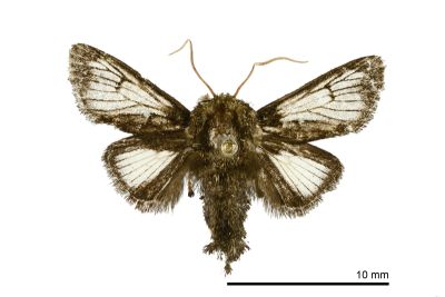 素木氏鳥糞刺蛾 Nagodopsis shirakiana 雄蟲