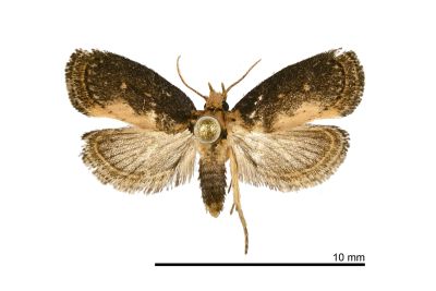 Naryciodes posticalis 雄蟲