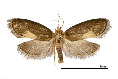 Naryciodes posticalis 雌蟲