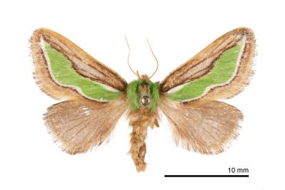 小杉綠刺蛾 Caiella pygmy 雌蟲