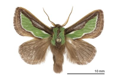 小杉綠刺蛾 Caiella pygmy 雄蟲