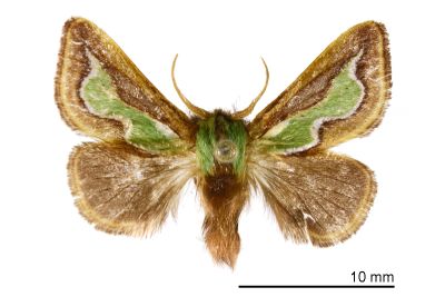 焰綠杉綠刺蛾 Caiella viridiflamma 雄蟲