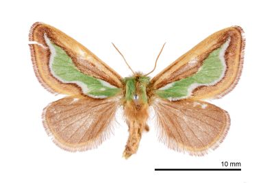 焰綠杉綠刺蛾 Caiella viridiflamma 雌蟲