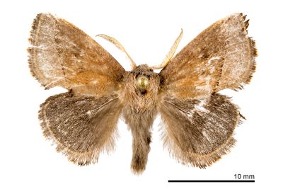 阿里山齒刺蛾 Rhamnosa arizanella 雄蟲