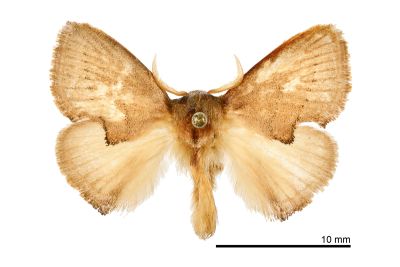 緣閃刺蛾 Rhamnosa uniformis 雄蟲