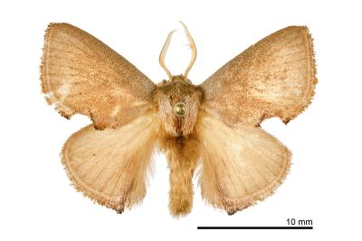 緣閃刺蛾 Rhamnosa uniformis 雄蟲