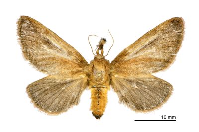 球鬚刺蛾 Scopelodes contractus 雌蟲
