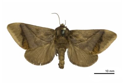 Thosea baibarana 雌蟲