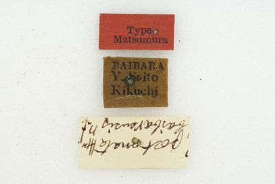Thosea baibarana