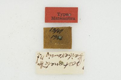 Thosea baibarana