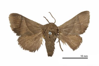Setora sinensis 雄蟲