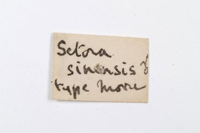 Setora sinensis