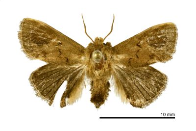 臺灣旭刺蛾 Sansarea formosana 雌蟲
