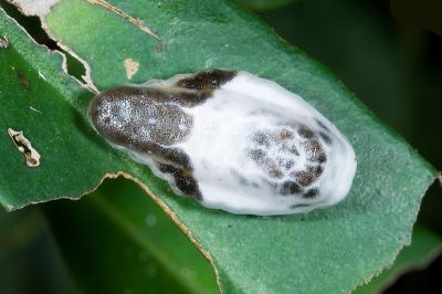 素木氏鳥糞刺蛾 Nagodopsis shirakiana