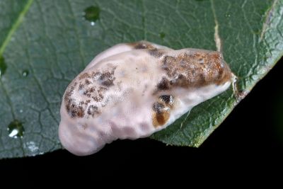 素木氏鳥糞刺蛾 Nagodopsis shirakiana