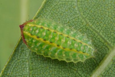 阿里山梯刺蛾 Hampsonella arizana