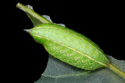 阿里山梯刺蛾 Hampsonella arizana