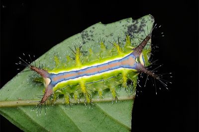 三色刺蛾 Birthamula rufa