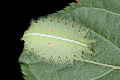 扁刺蛾 Thosea sinensis