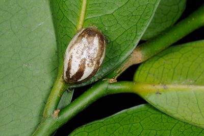 臺灣黃刺蛾 Monema rubriceps