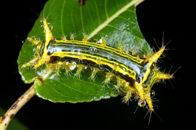 狡娜刺蛾 Narosoideus vulpinus